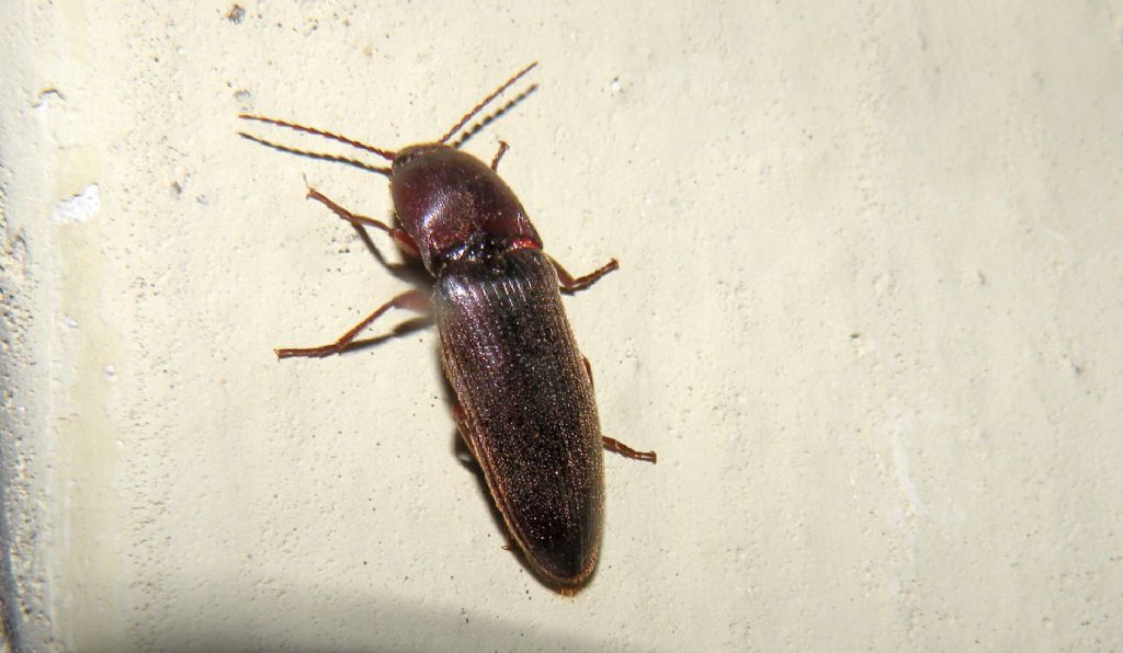 Una sera d''agosto, alla porta: Melanotus dichrous